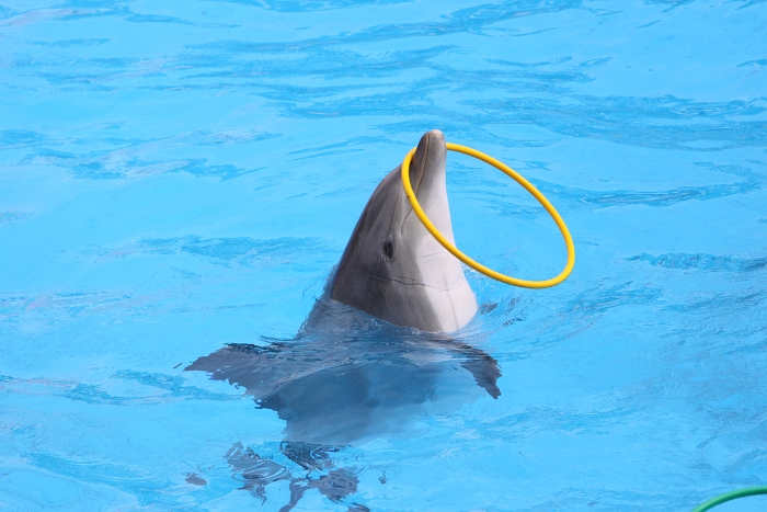 Marineland - Dauphins - 059